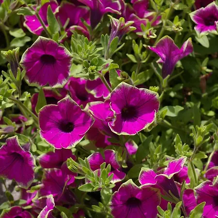 Klookris 15 * Risum-Lindholm