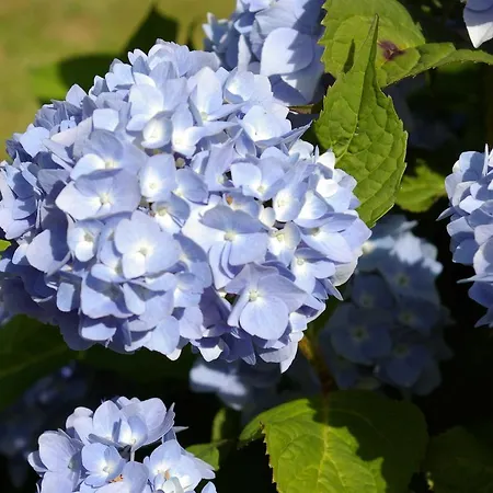 Klookris 15 Risum-Lindholm