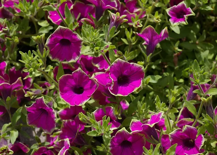 Klookris 15 * Risum-Lindholm