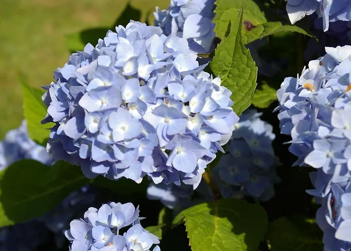 Klookris 15 Risum-Lindholm